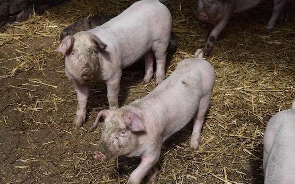 Ukraina wprowadza embargo na wieprzowinę z Polski. Wszystko z powodu ASF