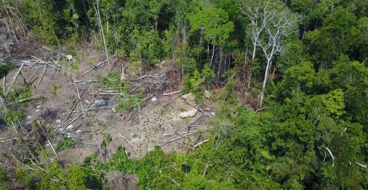 Brazylia: Udostępnili nagranie ukazujące izolowane plemię. Nie wiadomo, jak się nazywa [WIDEO]