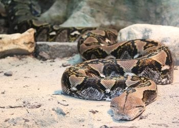 Białoruś: W Mińsku schwytano pytona tygrysiego. Znajdował się koło przedszkola