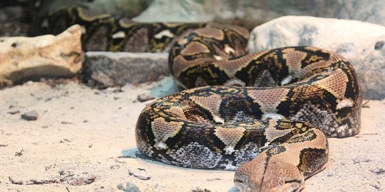 Białoruś: W Mińsku schwytano pytona tygrysiego. Znajdował się koło przedszkola