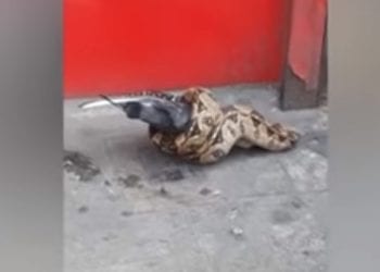 Londyn: Na ulicy pyton zjadł gołębia. Skąd się tam wziął? [WIDEO]