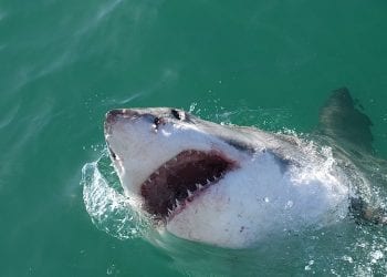 Egipt: Rekin rozszarpał turystę w popularnym kurorcie Marsa Alam. Morze wyrzuciło jego szczątki