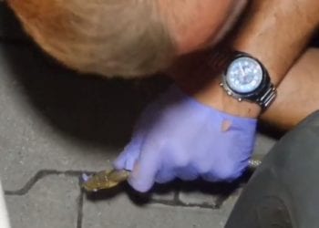 Warszawa: wąż pełzł środkiem chodnika. Ludzie chcieli zrobić sobie z nim selfie, jedna osoba ukąszona