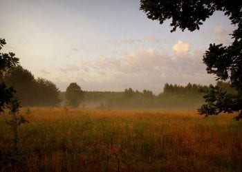 Wielkopolska: Archeolodzy odkryli pozostałości średniowiecznej osady w Puszczy Zielonce