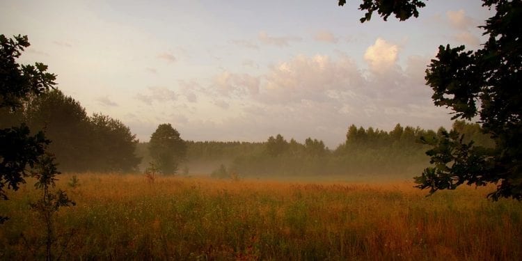 Wielkopolska: Archeolodzy odkryli pozostałości średniowiecznej osady w Puszczy Zielonce