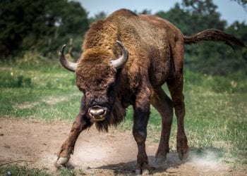 Żubry unikają ludzi, a rzadkie przypadki agresji to forma obrony. Przyrodnicy publikują wyniki badań