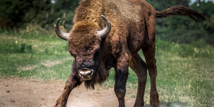 Żubry unikają ludzi, a rzadkie przypadki agresji to forma obrony. Przyrodnicy publikują wyniki badań