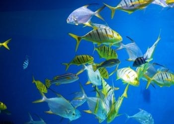 Obecność leków przeciwdepresyjnych w środowisku zaburza zachowanie zwierząt. Wyniki badań jednoznaczne