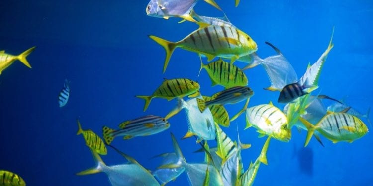 Obecność leków przeciwdepresyjnych w środowisku zaburza zachowanie zwierząt. Wyniki badań jednoznaczne