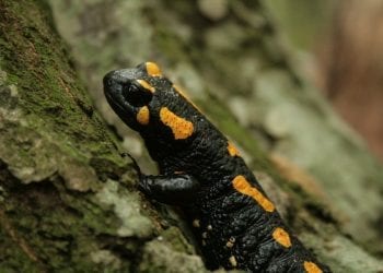 Bieszczady: Salamandry rozpoczęły gody. Leśnik ostrzega, by nie dotykać płazów