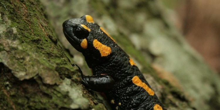 Bieszczady: Salamandry rozpoczęły gody. Leśnik ostrzega, by nie dotykać płazów