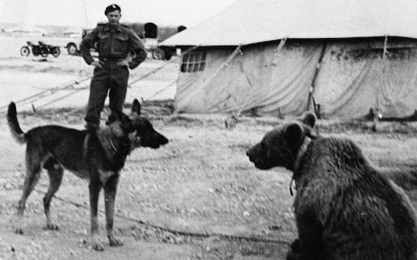 Powstanie film o niedźwiedziu Wojtku. Stworzą go Brytyjczycy