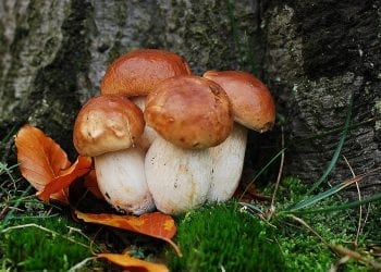 Zebrali 19 kilogramów borowików. Musieli zapłacić ogromną karę