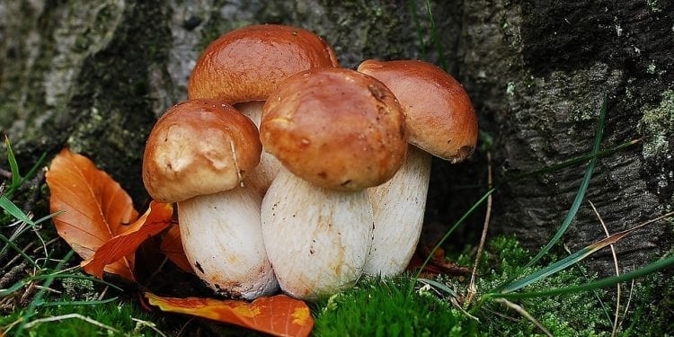 Zebrali 19 kilogramów borowików. Musieli zapłacić ogromną karę