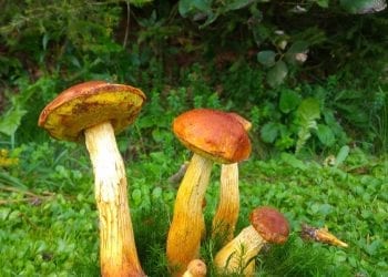 Amerykański borowik coraz częściej widywany w Polsce. Jego inwazja może być groźna?