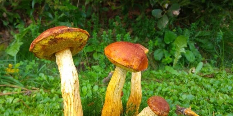 Amerykański borowik coraz częściej widywany w Polsce. Jego inwazja może być groźna?