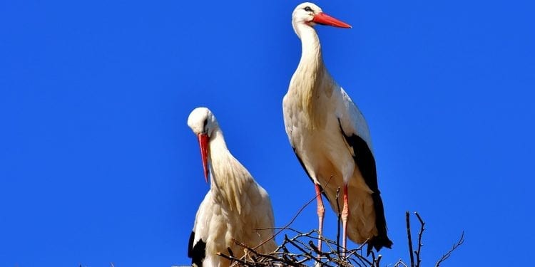 Weterynarz: obserwujmy i dokarmiajmy bociany, które pozostały w Polsce