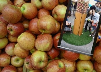 Lublin: Na święcie cydru rozdawali darmowe jabłka. Ludzie wynosili je reklamówkami [WIDEO]