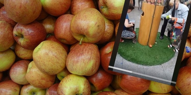Lublin: Na święcie cydru rozdawali darmowe jabłka. Ludzie wynosili je reklamówkami [WIDEO]