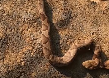 Kobieta wyszła do swojego ogródka i przeżyła szok. Jej oczom ukazał się dwugłowy wąż! [WIDEO]