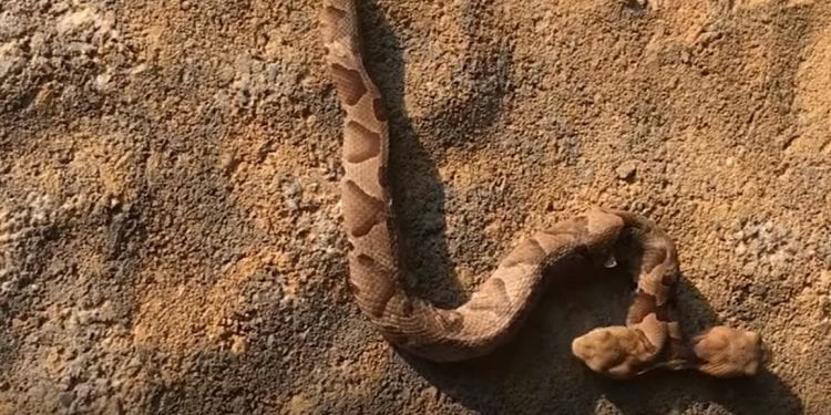 Kobieta wyszła do swojego ogródka i przeżyła szok. Jej oczom ukazał się dwugłowy wąż! [WIDEO]