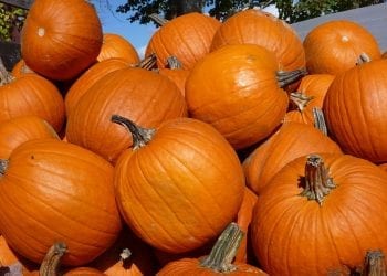 Wojtek uprawiał dynie, żeby zarobić na szkolną wycieczkę. Okradli 12-latka