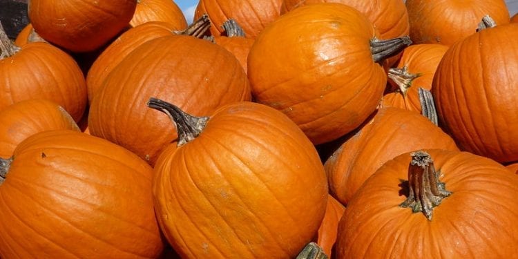 Wojtek uprawiał dynie, żeby zarobić na szkolną wycieczkę. Okradli 12-latka