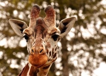 Turyści winni śmierci żyrafy z poznańskiego ZOO? „Dokarmianie nigdy nie pomaga”