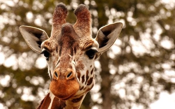 Turyści winni śmierci żyrafy z poznańskiego ZOO? „Dokarmianie nigdy nie pomaga”