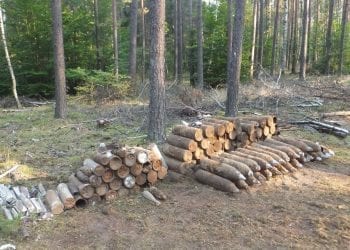 Mężczyzna poszedł do lasu na grzyby. Znalazł prawdziwy arsenał