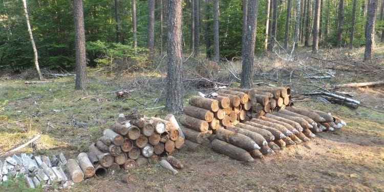 Mężczyzna poszedł do lasu na grzyby. Znalazł prawdziwy arsenał
