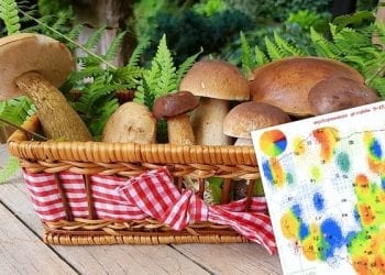 Gdzie wybrać się na grzyby? W tych miejscach wyprawa zakończy się sukcesem