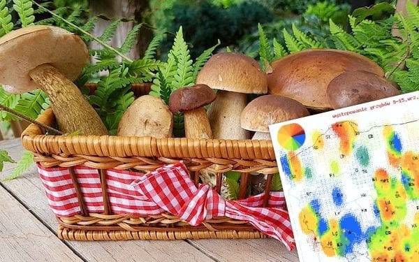 Gdzie wybrać się na grzyby? W tych miejscach wyprawa zakończy się sukcesem
