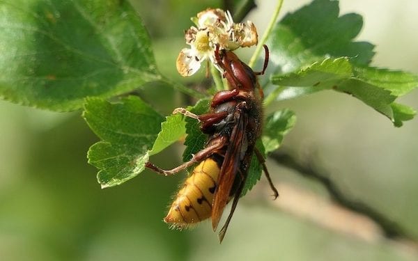 Uczestnicy biegu zaatakowani przez szerszenie. Kilkanaście osób poszkodowanych