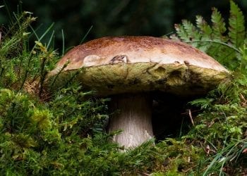 Co wiemy o grzybach występujących w Polsce?  Specjalistka podzieliła się ciekawymi danymi