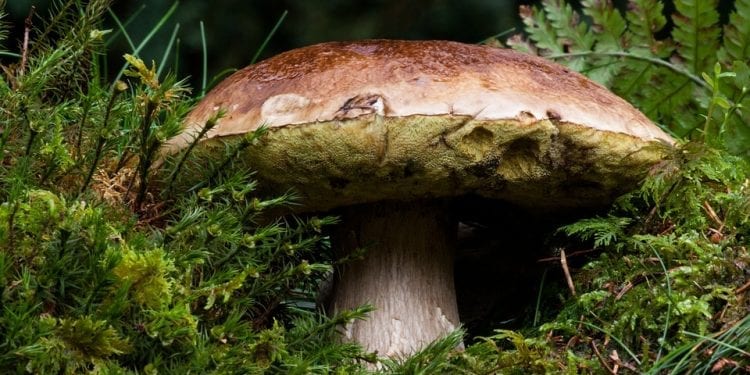 Co wiemy o grzybach występujących w Polsce?  Specjalistka podzieliła się ciekawymi danymi