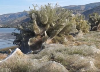 Grecja: Gigantyczna pajęczyna na plaży. Ma aż 300 metrów długości! [WIDEO]