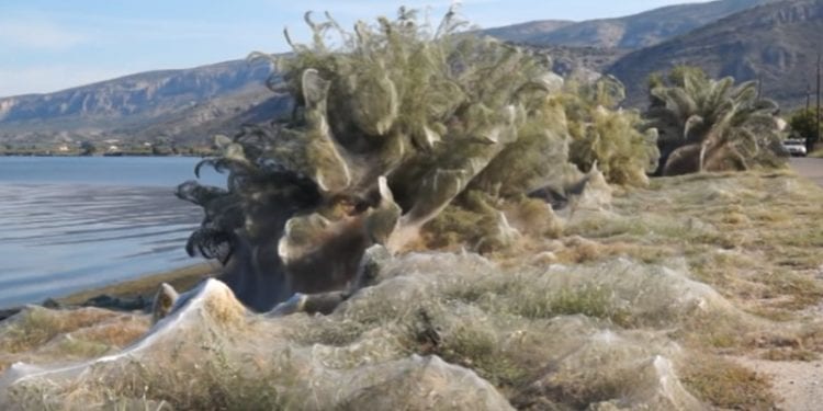 Grecja: Gigantyczna pajęczyna na plaży. Ma aż 300 metrów długości! [WIDEO]