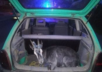 Policjanci zatrzymali pijanego kierowcę. Gdy otworzyli bagażnik ich oczom ukazał się niecodzienny widok [FOTO]