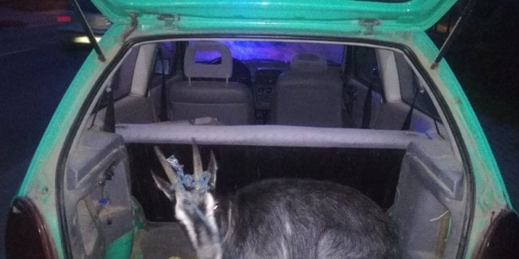 Policjanci zatrzymali pijanego kierowcę. Gdy otworzyli bagażnik ich oczom ukazał się niecodzienny widok [FOTO]