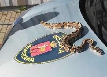 Ochroniarz na warszawskim osiedlu wybrał się na obchód. Nagle jego oczom ukazał się metrowy pyton!