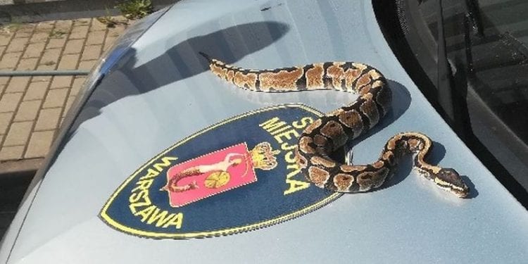 Ochroniarz na warszawskim osiedlu wybrał się na obchód. Nagle jego oczom ukazał się metrowy pyton!