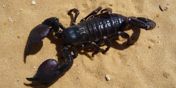 Elbląg: mężczyzna sięgnął po chipsy i zaatakowało go nieznane w Polsce zwierzę. Wyglądem przypominało skorpiona