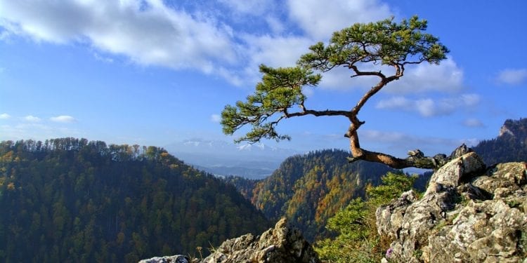 Symbol Pienin zniszczony w trakcie akcji ratowniczej. 500-letnie drzewo nie przetrwało spotkania ze śmigłowcem