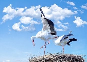 Polskie bociany masowo giną w Bułgarii. To prawdziwe cmentarzysko