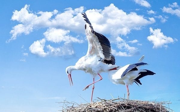 Polskie bociany masowo giną w Bułgarii. To prawdziwe cmentarzysko