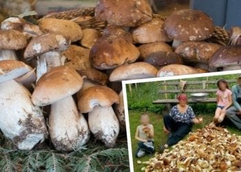 Rodzina zebrała 100 kg grzybów w ciągu jednego dnia! Niektórzy domagają się wprowadzenia limitów