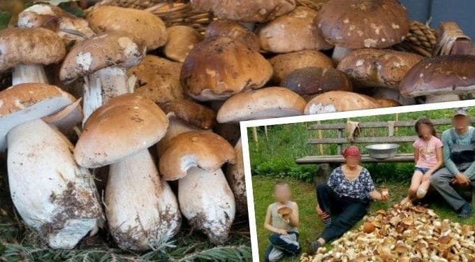 Rodzina zebrała 100 kg grzybów w ciągu jednego dnia! Niektórzy domagają się wprowadzenia limitów