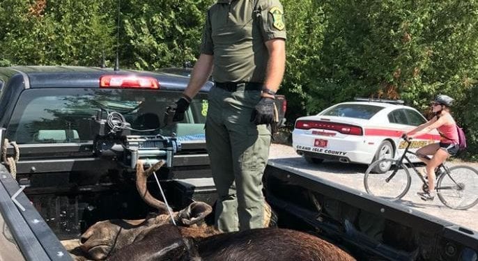 Turyści otoczyli łosia, żeby zrobić sobie z nim zdjęcie. Swoim zachowaniem doprowadzili do śmierci zwierzęcia!