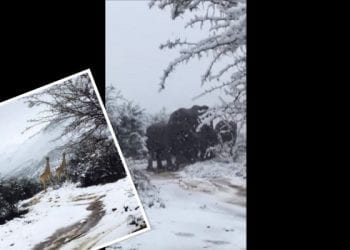 Żyrafy i słonie w śniegu? Niezwykła pogoda w Afryce zaskoczyła turystów [FOTO+WIDEO]